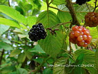 ZG007 0168 Opuntia ficus-indica Rubus ulimifolius.jpg