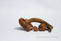 ZAPF 0674 Armillaria aff. mellea.jpg