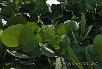 1701 Coccoloba uvifera.jpg