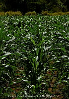 FBA0838 Zea mays.jpg