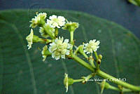 ME010 KV 02078 Euphorbia cotinifolia L., 1753_.JPG