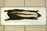 VMS-CD0209 Conepatus semistriatus.JPG