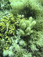NE018 0066 Millepora alcicornis.jpg