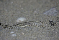 MASM00733 Callisaurus sp..jpg