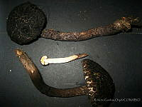 RGO0154 Strobilomyces sp..JPG