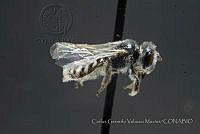 CGVM1223 Perdita chrysophila ssp. quadricincta.jpg