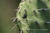 ZAPF0498 Paraphidippus aurantius.jpg