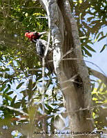 AAKVDH 0187 Campephilus guatemalensis.JPG