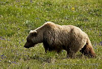 CNS1329 Ursus arctos.jpg