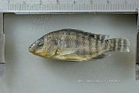 NE002 0256 Oreochromis spp.JPG