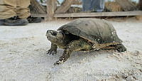 IMDOC1050 Terrapene coahuila.jpg