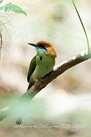 IMDOC002 Momotus mexicanus.jpg