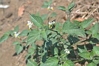 SG019 0435 Solanum nigrum.jpg