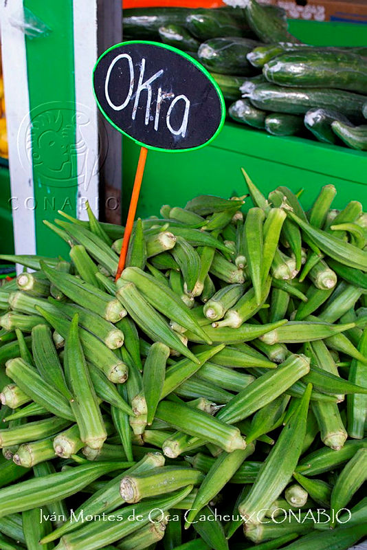 IMDOC3602%20Okra.jpg.kiffyuXzMe Z8zNjQA3g0JtbmFja29CbnFuZ3NAbXJ6LGtwZwA.pWO43LkZfJ
