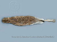 VMS-CD0359 Lepus flavigularis.JPG