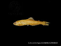 CICIMAR0540 Triphoturus nigrescens.jpg
