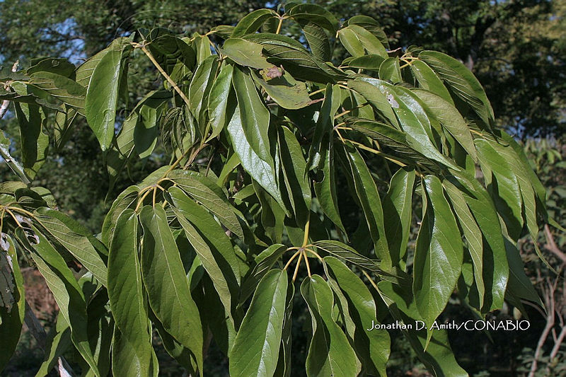 Yolox%20385%20Tabebuia%20donnell smithii.jpg.nSjC7JP0MVEZlUVjQA3g0JtbmFja29CbnFuZ3NAbXJ6LGtwZwA.m71PUhmtvn