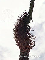 IRR 0026 Agave kerchovei.jpg