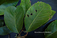 ME010 KV 02499 Styrax L., 1753.JPG