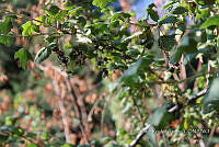 SG002 0008 Ribes ciliatum.jpg