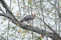 FIDP004 Buteo plagiatus.JPG