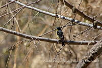 ZAPF0181 Spinus psaltria.jpg