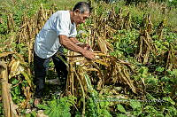 AIJS 002 Zea mays.jpg