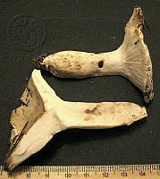 RGO0428 Russula fellea.JPG