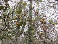 MRG-2018-23 Morisonia americana (MRG-25ene18-b).JPG