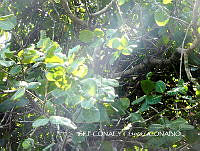 ZG018 0080 Anacardium occidentale.jpg