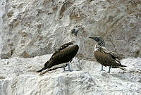 CNS0949 Sula nebouxii.jpg