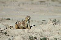 QE005 0002 Cynomys mexicanus.jpg