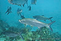 CNS1254 Megalops atlanticus.jpg