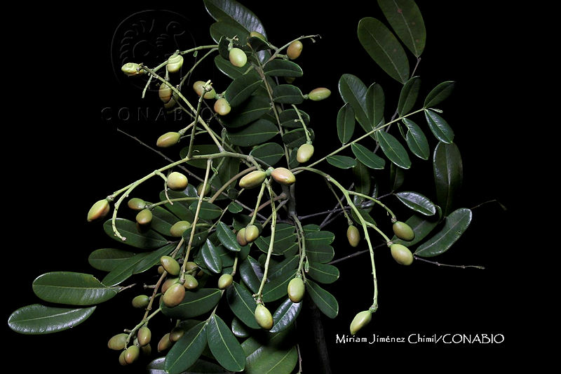 Hueyap%200189%20Simarouba%20amara%20Aubl..jpg.nSijovr9MaFvk0VjQA3g0JtbmFja29CbnFuZ3NAbXJ6LGtwZwA.W0J498wgea