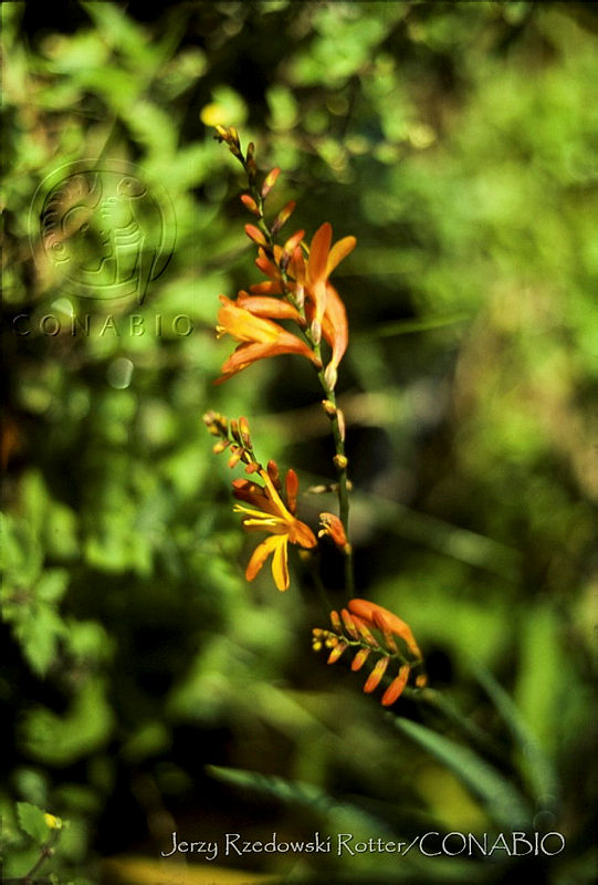657%20Tritonia%20%C3%97%20crocosmiiflora.jpg.nyfhvL31MZkXMXVhQA3g0JtbmFja29CbnFuZ3NAbXJ6LGtwZwA.LQUQOlkfwh