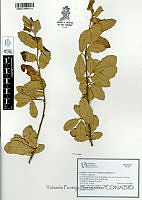 YPH3185 Quercus potosina.jpg