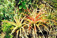 FGM3621 Bromelia pinguin.JPG