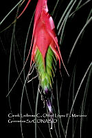 Zoqui 0182 Tillandsia sp..jpg