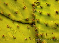 MGplan0027 Opuntia sp..jpg