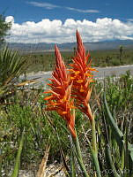 CGVM0417 Spiranthes cinnabarina.jpg