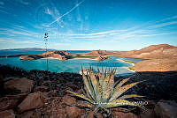 IDG Nat 0049 Agave. Sp.jpg