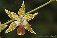 JMN0112 Oncidium hastatum.jpg