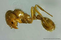 AGDE019-481 Solenopsis germinata.jpg