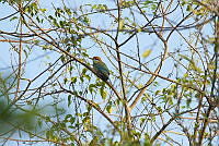HJ6- 1533- Momotus mexicanus.jpg