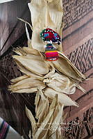 IMDOC3708 Zea mays.jpg