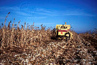 FGM0007 Zea mays.JPG