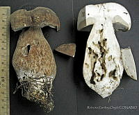 RGO0416 Boletus aereus.JPG