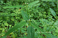 ME010 KV 02046 Euphorbia graminea Jacq., 1763_.JPG
