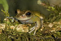 MASM04922 Plectrohyla sp..jpg