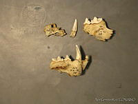 NGR0120 Lynx rufus.jpg